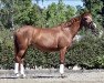 broodmare Halinka 18 (German Riding Pony, 2009, from Halenkino)