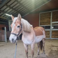 Zuchtstute Aurora van de Wortel (Haflinger, 2009, von Nordtirol)