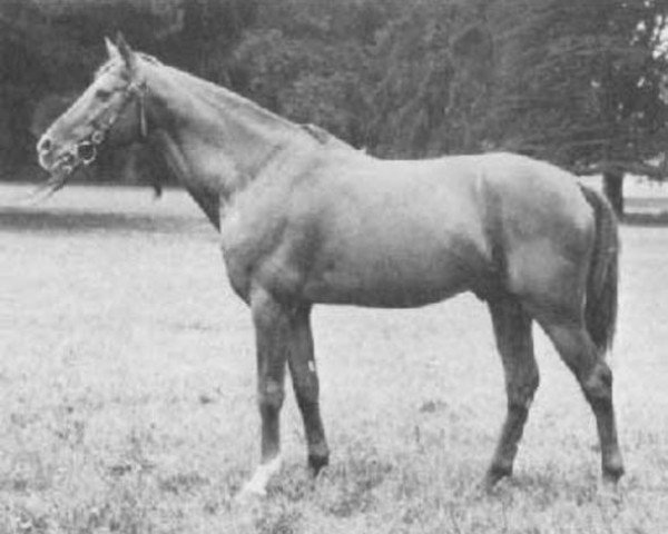 stallion Djerba Oua ox (Arabian thoroughbred, 1946, from Dragon ox)