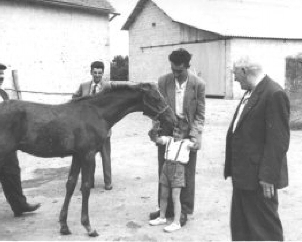 stallion Gosse du Bearn 1954 ox (Arabian purebred, 1954, from Djerba Oua ox)