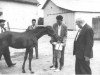 stallion Gosse du Bearn 1954 ox (Arabian thoroughbred, 1954, from Djerba Oua ox)