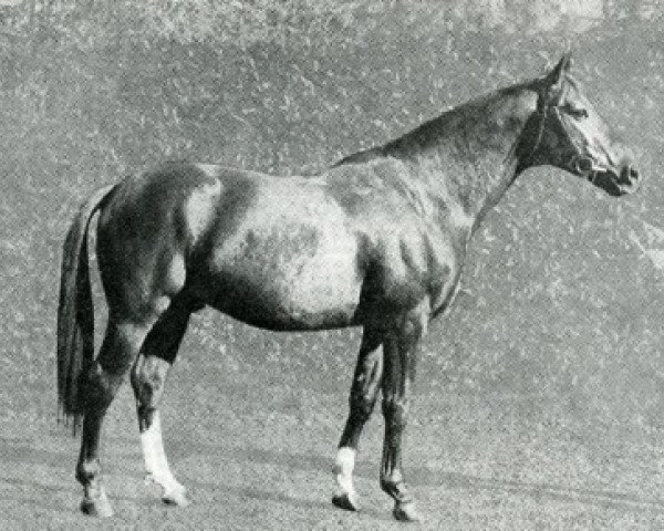 stallion Flipper 1968 ox (Arabian thoroughbred, 1968, from Gosse du Bearn 1954 ox)