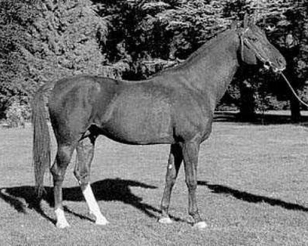 stallion Dunixi ox (Arabian thoroughbred, 1979, from Flipper 1968 ox)