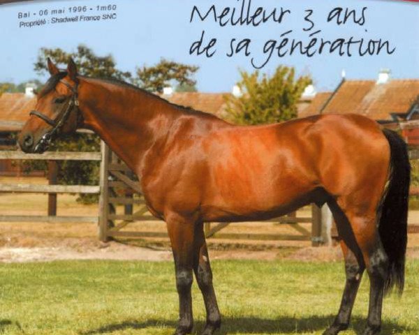 stallion Prince d'Orient 1996 ox (Arabian thoroughbred, 1996, from Manganate 1972 ox)