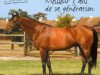 stallion Prince d'Orient 1996 ox (Arabian thoroughbred, 1996, from Manganate 1972 ox)