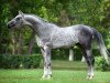 stallion Vasilij 2007 ox (Arabian thoroughbred, 2007, from Prince d'Orient 1996 ox)