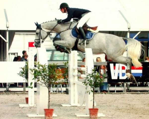 stallion Tonton van Sint-Maarten (Belgium Sporthorse, 2003, from President)