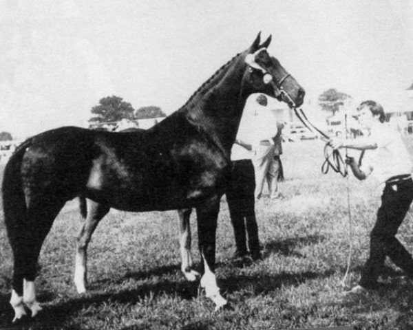 Zuchtstute Cambridge Madge (Hackney (Pferd/Pony), 1963, von Walton Diplomat)