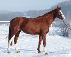 Zuchtstute Granda (Slowakisches Warmblut, 2001, von Graf Czech)