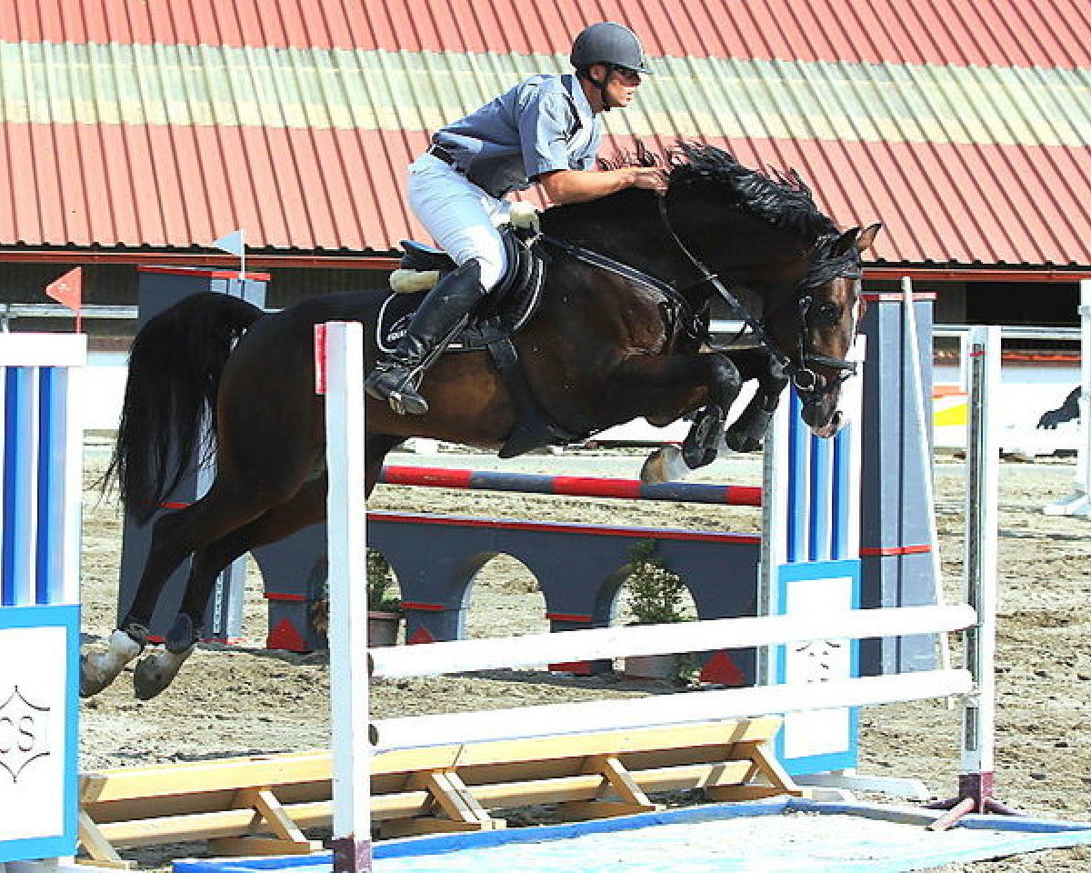 Deckhengst Carison (Hannoveraner, 2008, von Campbel)