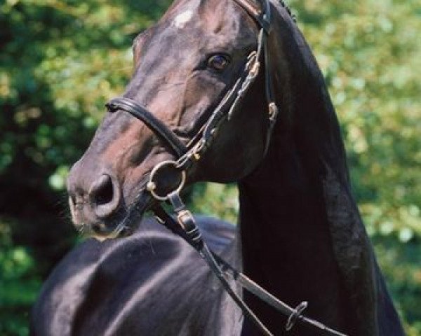 stallion Dobrock (Hanoverian, 1983, from Donnerwetter)