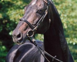 stallion Dobrock (Hanoverian, 1983, from Donnerwetter)