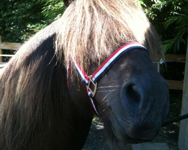 horse Hrímnir vom Odinshof (Iceland Horse, 1991, from Hrimfaxi frá Öxl)