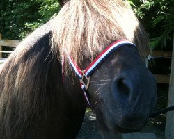 horse Hrímnir vom Odinshof (Iceland Horse, 1991, from Hrimfaxi frá Öxl)