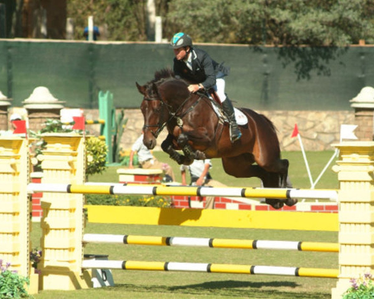 broodmare Bmc Malaguena La Silla (Selle Français, 2000, from Quick Star)