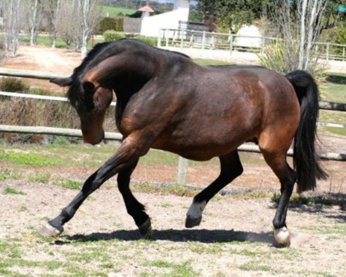 broodmare Operette (Holsteiner, 1999, from Candillo Z)