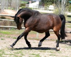 broodmare Operette (Holsteiner, 1999, from Candillo Z)