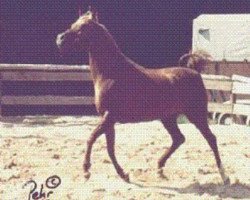 broodmare Nevada II 1955 ox (Arabian thoroughbred, 1955, from Djanor ox)