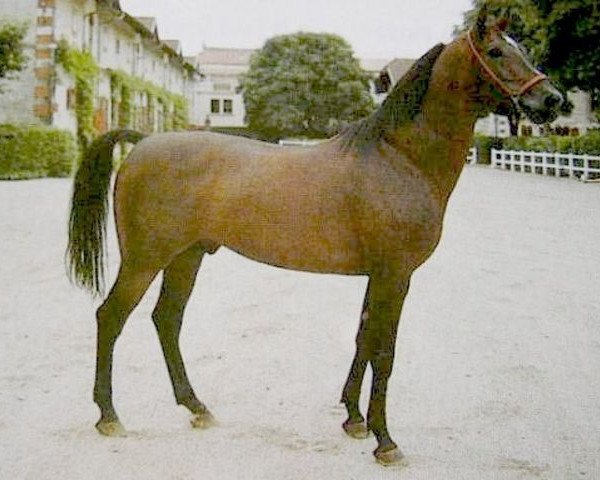 stallion Cheri Bibi 1975 ox (Arabian thoroughbred, 1975, from Baroud III 1969 ox)