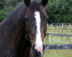 broodmare Lourdes (Hanoverian, 2002, from Likoto xx)