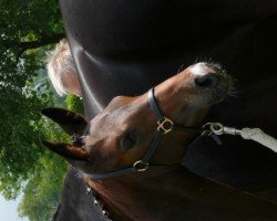 dressage horse Impressario 7 (Westphalian, 2011, from Insterburg TSF)