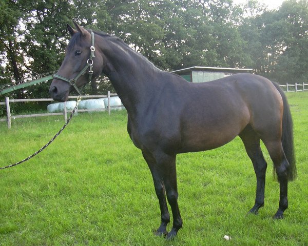 dressage horse Iskaja (Westphalian, 2009, from Insterburg TSF)