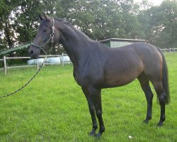 dressage horse Iskaja (Westphalian, 2009, from Insterburg TSF)