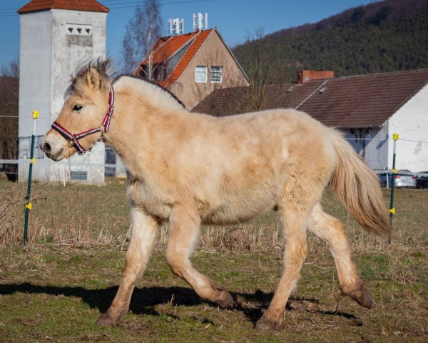 dressage horse Simah (Fjord Horse, 2021, from Kelvin)