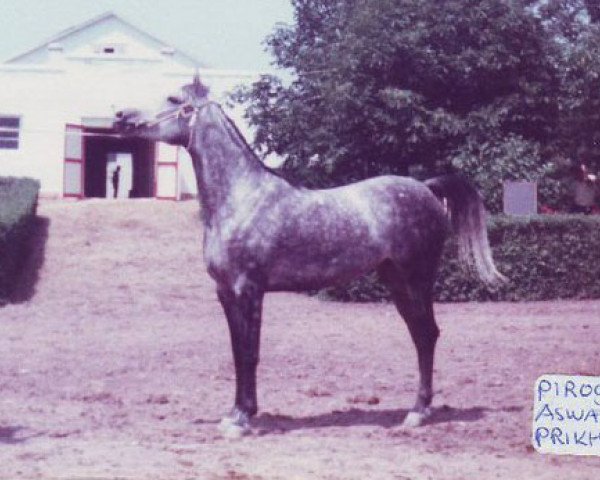 broodmare Piroga 1979 ox (Arabian thoroughbred, 1979, from Aswan 1958 EAO)