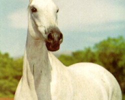 broodmare Pena 1973 ox (Arabian thoroughbred, 1973, from Aswan 1958 EAO)