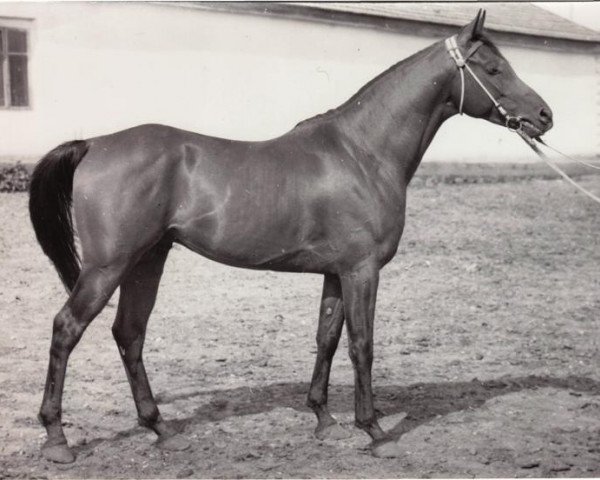 stallion Nazeeh EAO (Arabian thoroughbred, 1968, from Gassir 1941 RAS)