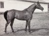stallion Nazeeh EAO (Arabian thoroughbred, 1968, from Gassir 1941 RAS)