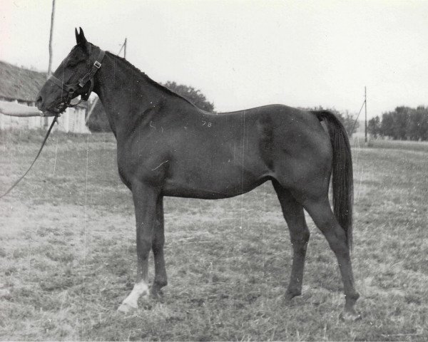 broodmare Pannochka 1978 ox (Arabian thoroughbred, 1978, from Nazeeh EAO)