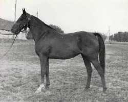 Zuchtstute Pannochka 1978 ox (Vollblutaraber, 1978, von Nazeeh EAO)