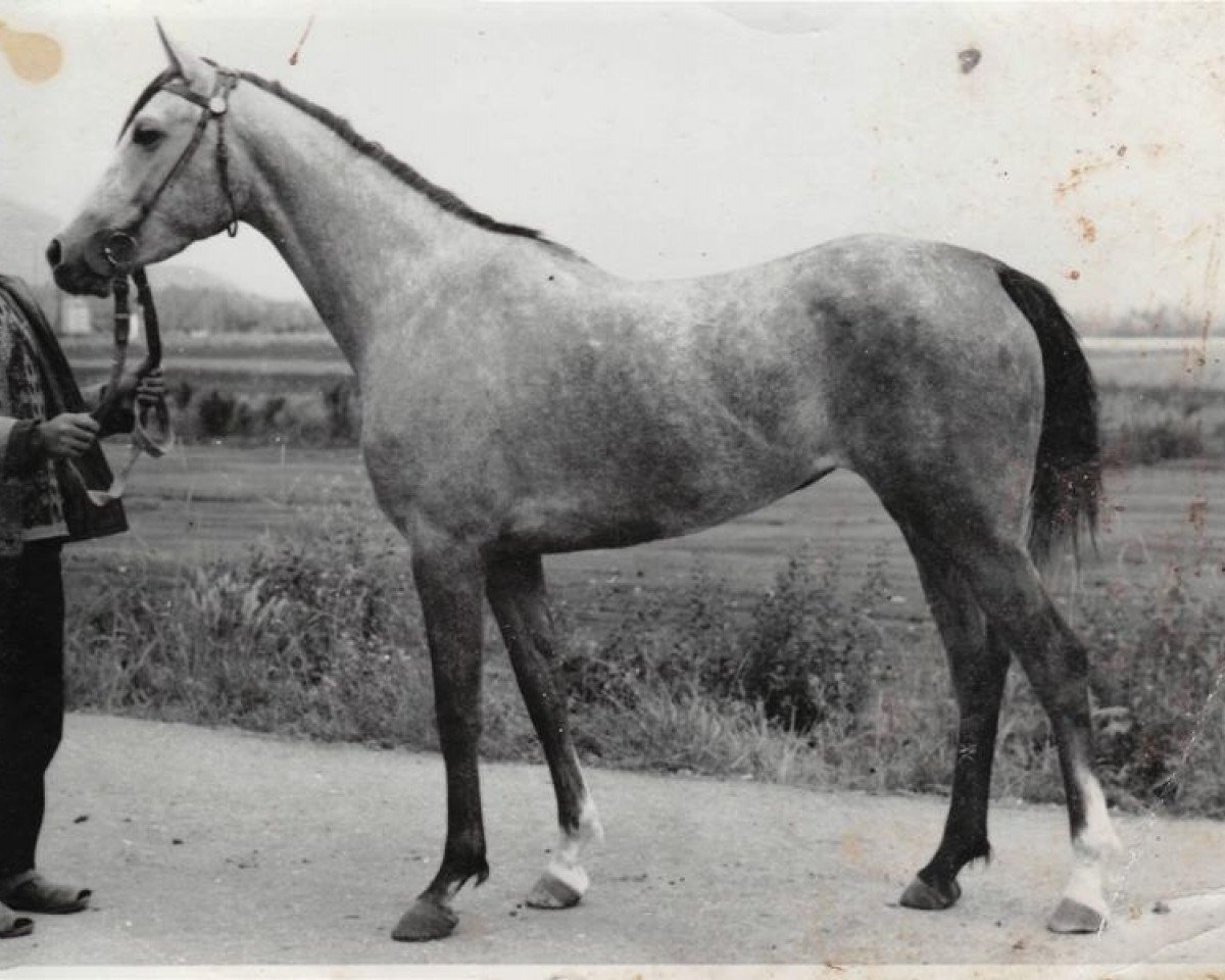 broodmare Pasta 1970 ox (Arabian purebred, 1970, from Semen 1956 ox)