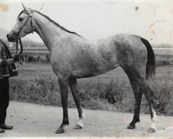 Zuchtstute Pasta 1970 ox (Vollblutaraber, 1970, von Semen 1956 ox)