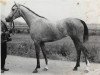 broodmare Pasta 1970 ox (Arabian thoroughbred, 1970, from Semen 1956 ox)