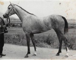 broodmare Pasta 1970 ox (Arabian thoroughbred, 1970, from Semen 1956 ox)