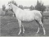 broodmare Moda 1967 ox (Arabian thoroughbred, 1967, from Semen 1956 ox)