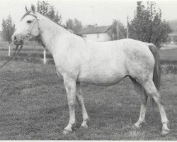 broodmare Moda 1967 ox (Arabian thoroughbred, 1967, from Semen 1956 ox)