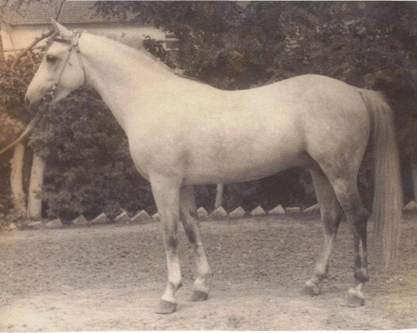 stallion Semen 1956 ox (Arabian thoroughbred, 1956, from Laur ox)