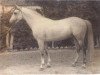 stallion Semen 1956 ox (Arabian thoroughbred, 1956, from Laur ox)