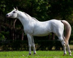 stallion Kai 1996 ox (German Riding Pony, 1996, from Kaiserstern)