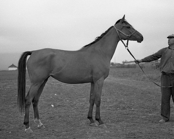 Zuchtstute Trapecia 1961 ox (Vollblutaraber, 1961, von Pomeranets 1952 ox)