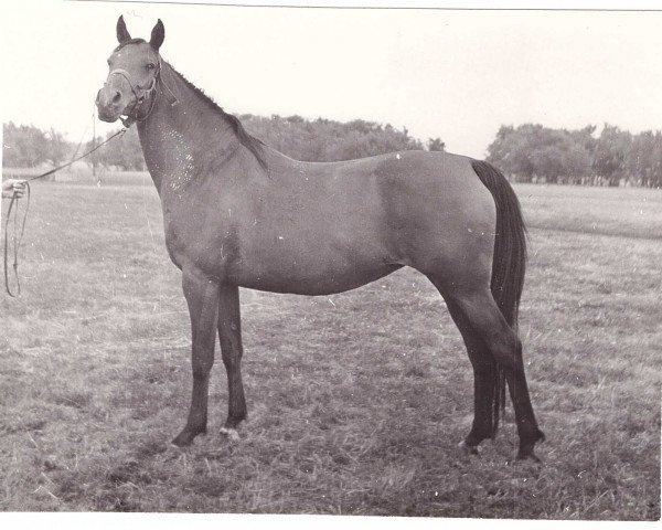 Zuchtstute Tesemka 1972 ox (Vollblutaraber, 1972, von Sport 1957 ox)