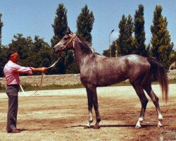 broodmare Butaforia 1982 ox (Arabian thoroughbred, 1982, from Mascat 1976 ox)