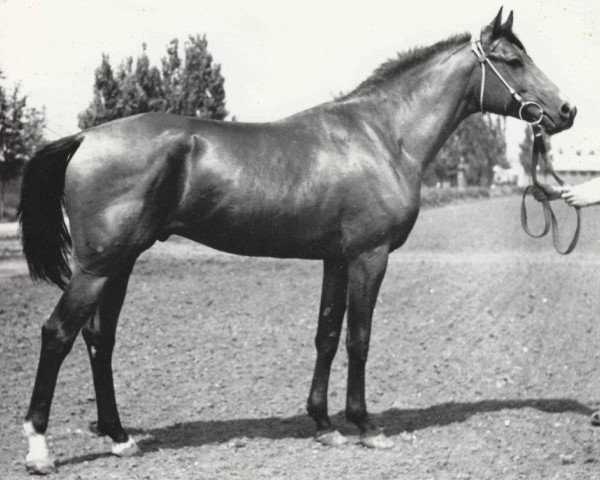 stallion Strij 1977 ox (Arabian thoroughbred, 1977, from Topol 1958 ox)