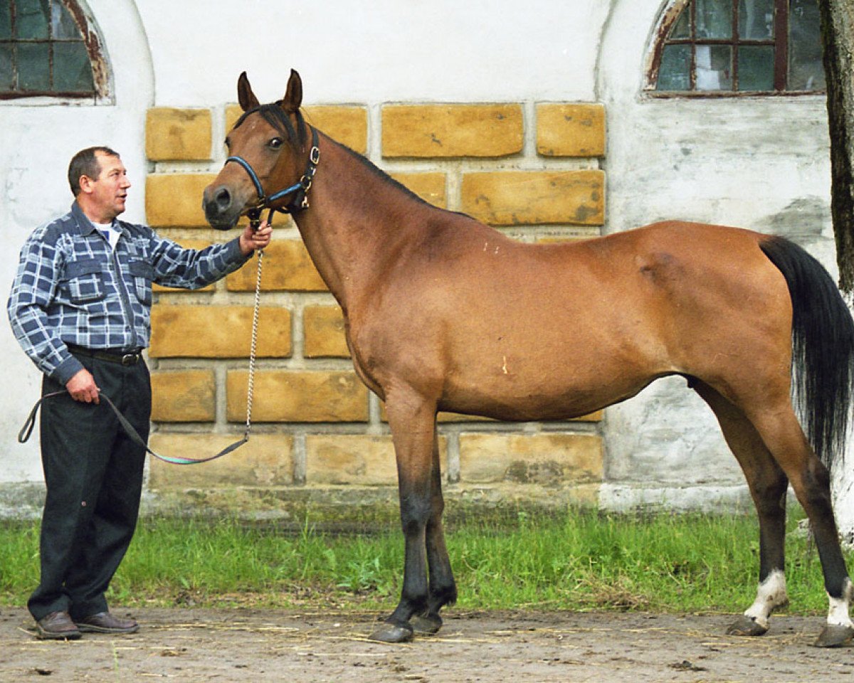 broodmare Baronessa 1990 ox (Arabian purebred, 1990, from Strij 1977 ox)