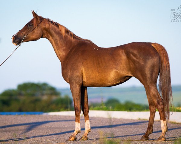 broodmare Budra 2004 ox (Arabian thoroughbred, 2004, from Anchar 1981 ox)