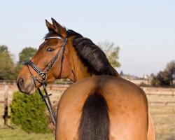 Springpferd Cordoba S (Westfale, 2004, von Cordobes I)